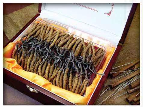 麦盖提冬虫夏草回收